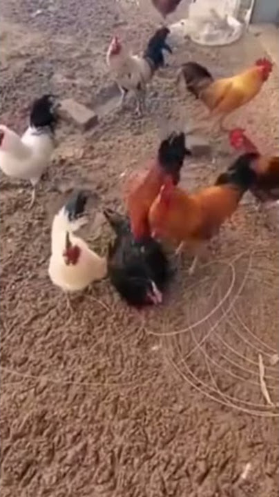 Rebutan kawin, digilir rame-rame