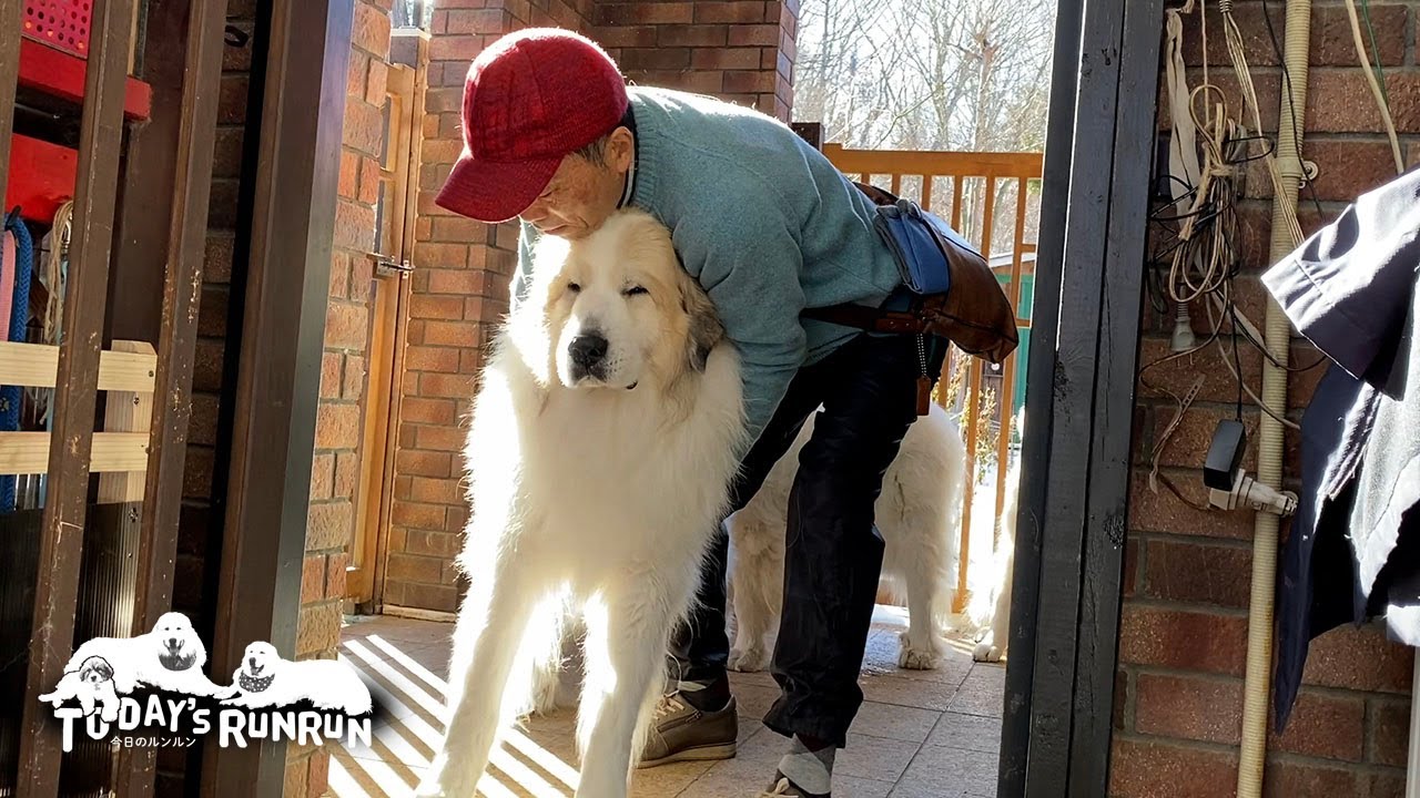 ルンルンのシャンプーにどうしても一緒に行きたいアランとベルです　Great Pyrenees　グレートピレニーズ