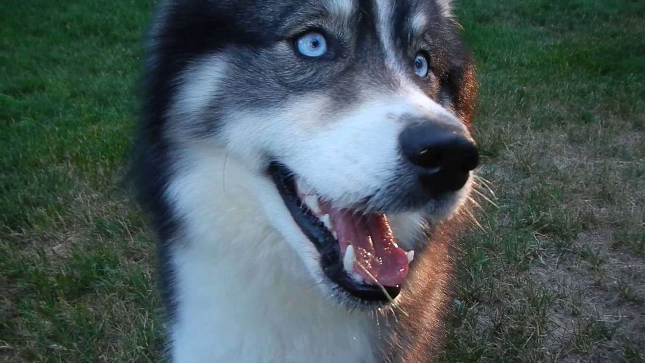rescue dogs rock nyc Playtime with Archer J.