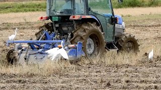 1297.　巨椋池干拓地♪　耕運機のまわりに群がる野鳥たち