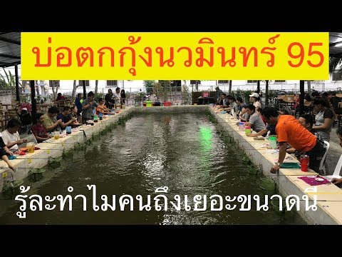บ่อตกกุ้งนวมินทร์95//ปล่อยกุ้งชั่วโมงละ 7-8 โล//HD//จุ๊จุ๊ ออนทัวร์ EP:408