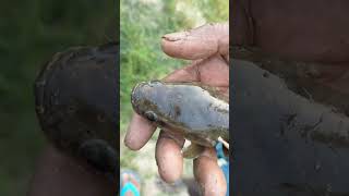 Garay Fish In The Pond