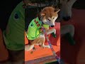 【柴犬茶々丸】公園で遊ぶ柴犬