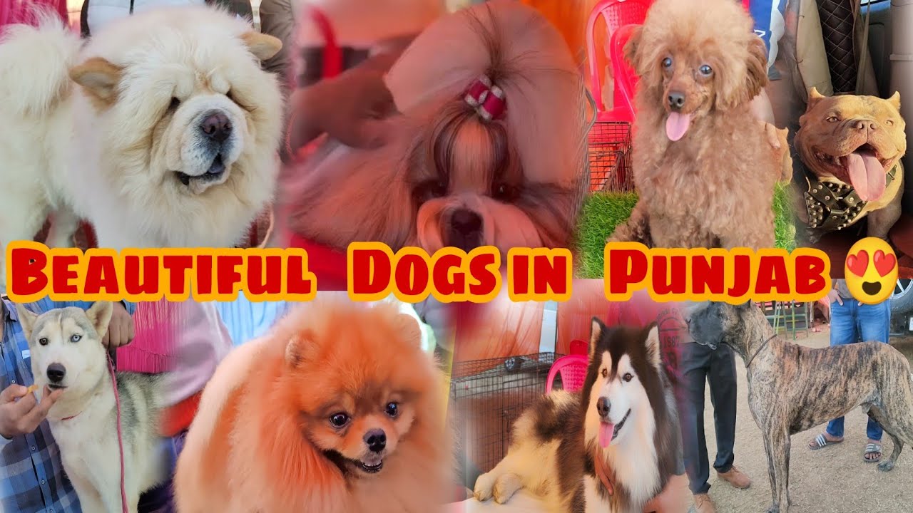 Beautiful Dogs in Punjab// Bathinda dog show 2022 // Toy poodle 🐩// Toy