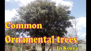 Common Ornamental Trees In Kenya Pt1