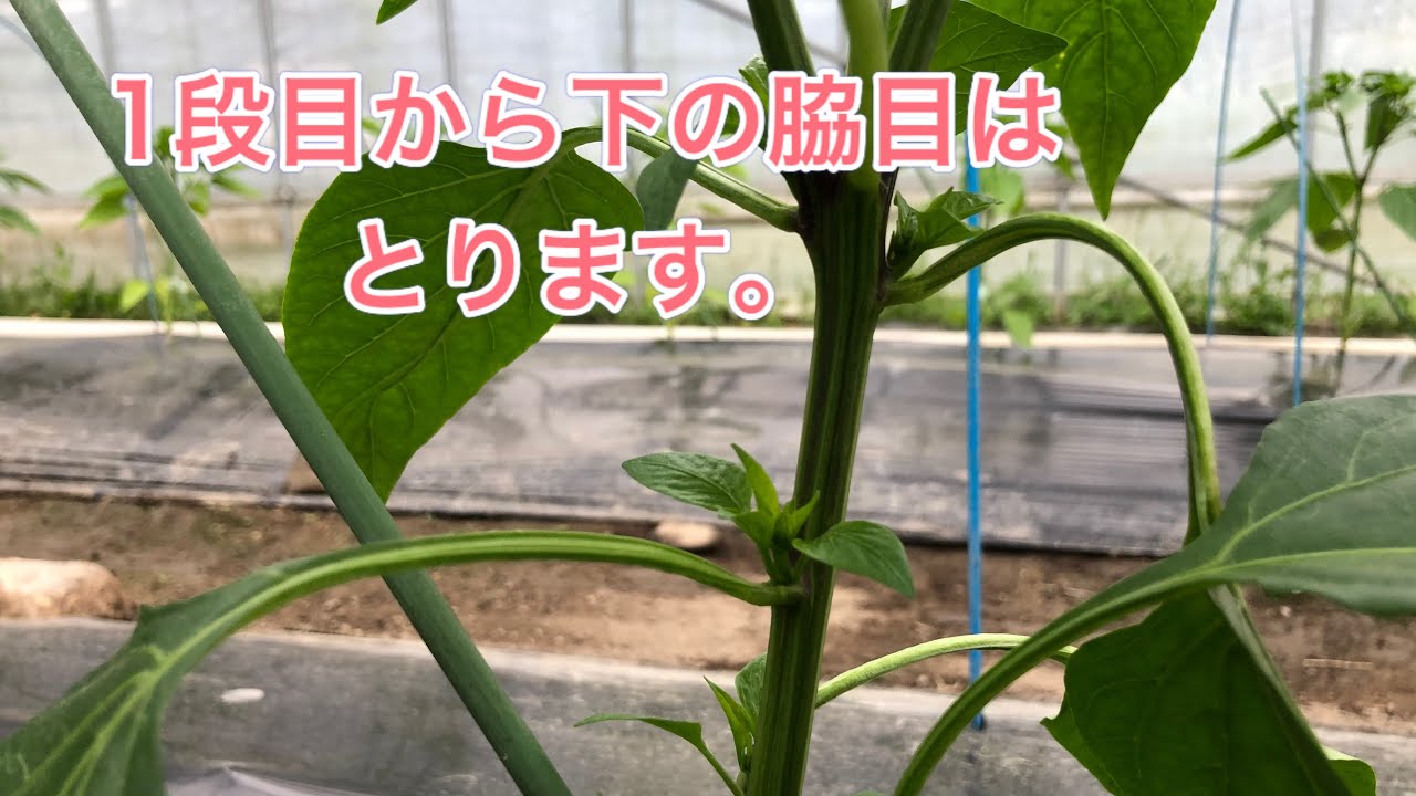 パプリカの栽培方法 その Youtube