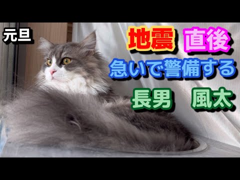 2024/1/1 今年もよろしくお願いいたします　もふもふのサイベリアンの三つ子の子猫たち　地震直後は最後