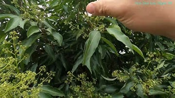 Vải Thiều Lục Ngạn Muộn Nở Hoa Rồi I Núi Đồi Lục Ngạn