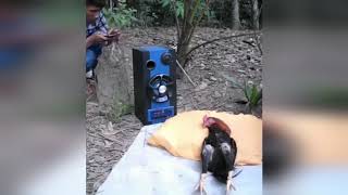 Waking up a Chicken from its sleep Try not to laugh Funny Animals AFV