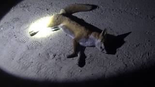 Roe Deer And Fox Hunting, Serbia