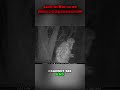 Bigfoot Evidence? Examining Mysterious 'Goat Teethy' Feature #shorts