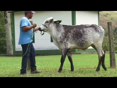 LOTE 11   1990BY   3º LEILÃO FAZENDA ORIENTE 10K