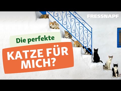 Video: Welches Sternzeichen Welche Katze Ist Geeignet