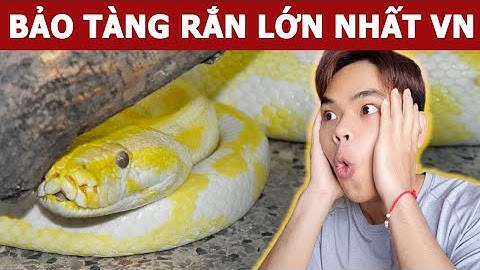 Ghé thăm bảo tàng rắn lớn nhất nước Việt Nam | Oops Banana Vlog 141
