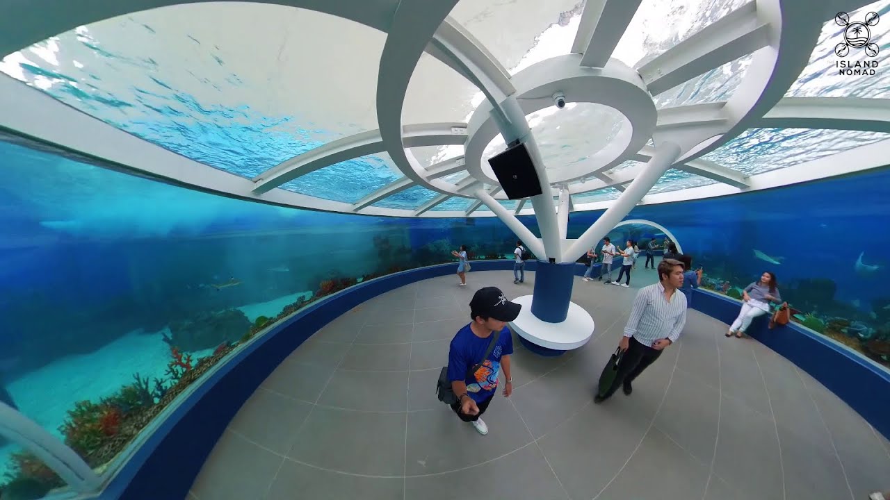 Cebu Ocean Park Opening Day Tour Youtube