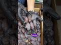 Попробуйте эти огромные королевские финики! Артикул на вайлдберис: 485667063