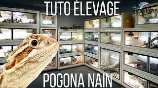 TUTO: L'Elevage du Pogona nain (Pogona henrylawsoni)