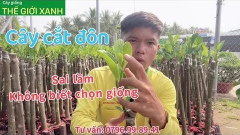 Cách chọn cây giống Mít Ruột Đỏ Xơ Vàng