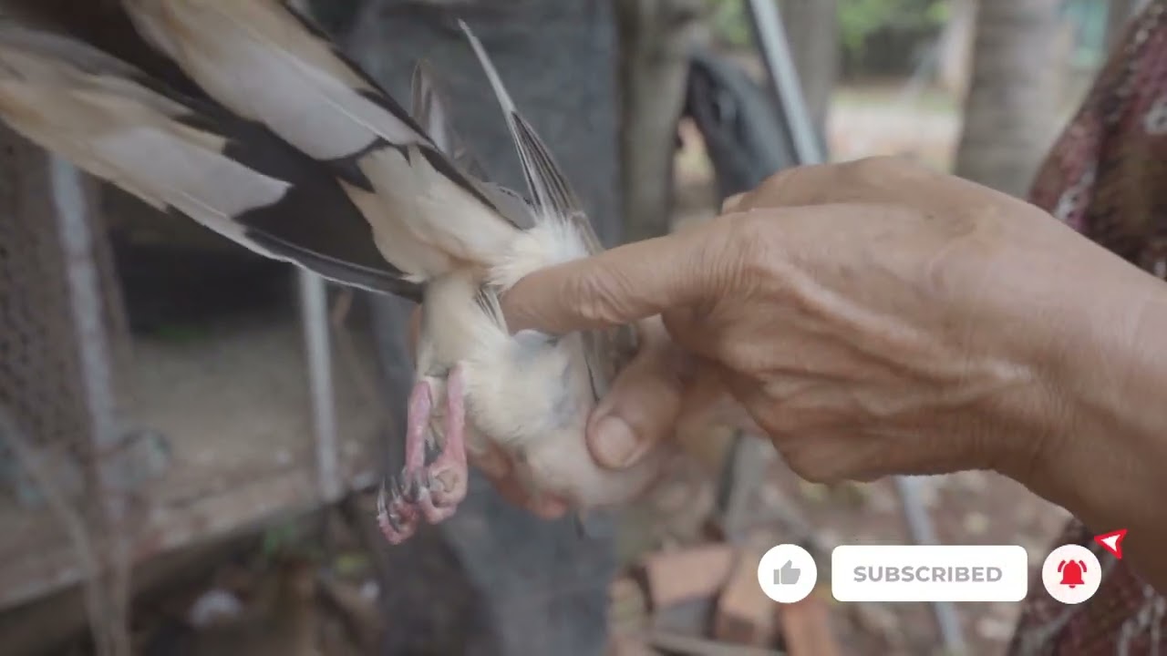 របៀបមើល លលកឈ្មោល ឬញី