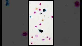 Pollen under the microscope will blow your mind!