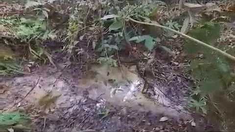 Onde nasce o rio Araguaia e onde ele deságua?