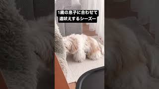 【犬の鳴き声】1歳の息子の声に合わせて遠吠えするシーズー #shorts