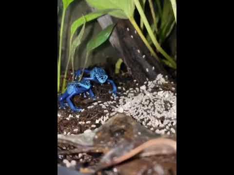 Vídeo: Por que o sapo venenoso azul é azul?