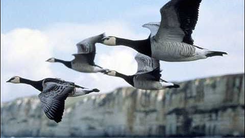 Winged Migration  / Nick Cave - To Be By Your Side /