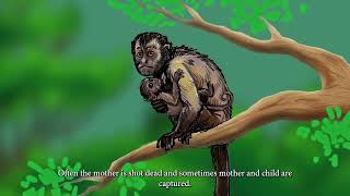 Play video: GO WILD FOR WILDLIFE - BORGER BREEVELD SPEAKING