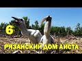 Как аисты заботятся о птенцах - Рязанский Дом белого аиста - Выпуск 6 (Ciconia ciconia)