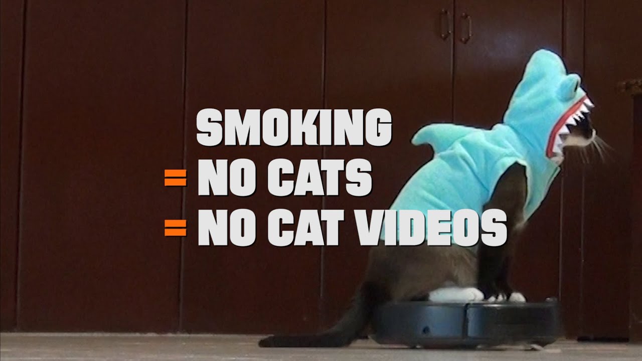 Cats Dont Dance Sex Porn - CATmageddon: Watch Grammys' Anti-Smoking Cat Ad