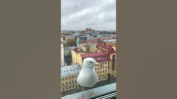 Чайки в Питере #shorts