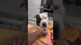 Watch full video on Channel..✅ || How to deworm your aggressive dog 🐕 || #viral #shorts