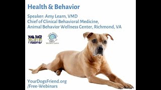 Healthy Body, Healthy Mind, physical issues that can affect your dog's behavior