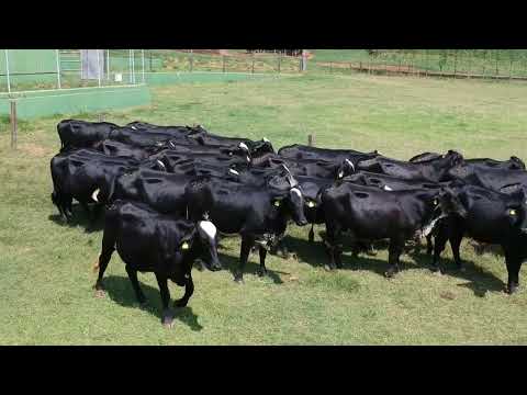 BATERIA 6 MEIO SANGUE   167 a 175 - 21º LEILÃO SANTA LUZIA - LEITE COM RAÇA🥛🐄