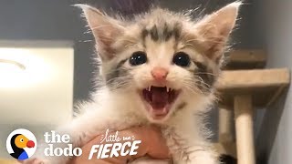 This Permanent Kitten Loves To Be The Center Of Attention | The Dodo Little But Fierce