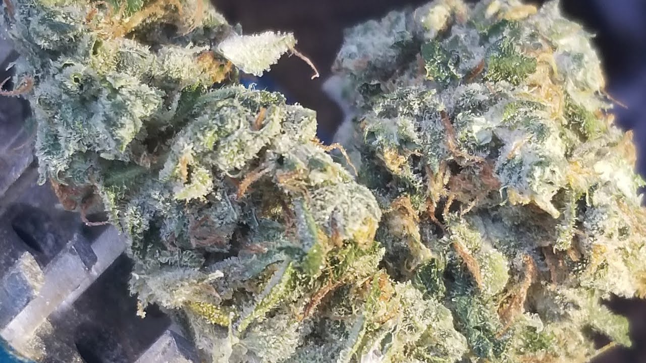 Pineapple Hash plant #3 strain review! 21%THC 1%CBD!! 