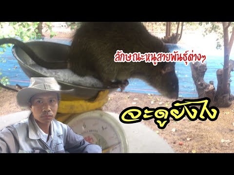 หนูสายพันธุ์ต่างๆ จะดูยังไง
