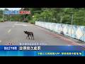 公園遛狗不繫繩害人傷！飼主嗆「怎知狗會咬」態度囂張，被害民眾不忍了提告傷害｜三立新聞LIVE