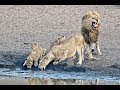 Pride of 23 Lions and plains game animals drinking at Nsemani Dam in Kruger National Park
