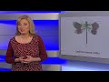 Модуль 3. Тварини. Заняття 2: Клітина і тканини тварин. Тіло й системи органів