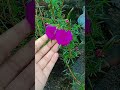it's beautiful flowers # islamic status by Deen 💞😊🥰❤️😍🌹🌺