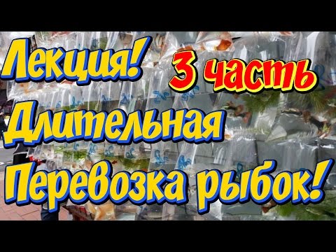 Адаптация аквариумных рыбок после длительной транспортировки! Профилактика и лечение рыбок, 3часть