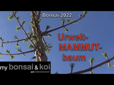 Video: Mammutbaum: Beschreibung, Foto, Wissenswertes