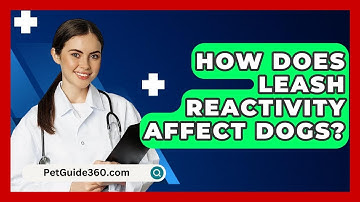 How Does Leash Reactivity Affect Dogs? - PetGuide360.com