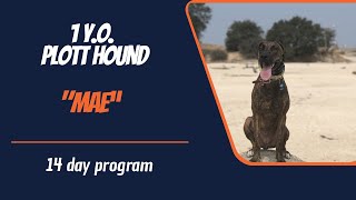 PLOTT HOUND / DOG TRAINING