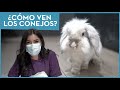 ¿CÓMO VEN LOS CONEJOS? 👀 Veterinario de animales exóticos 🐰