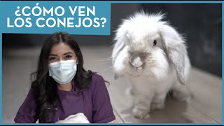 ¿CÓMO VEN LOS CONEJOS? 👀 Veterinario de animales exóticos 🐰