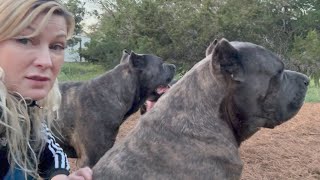 CANE CORSO Dogs Play Fight for DOMINANCE in the Pack