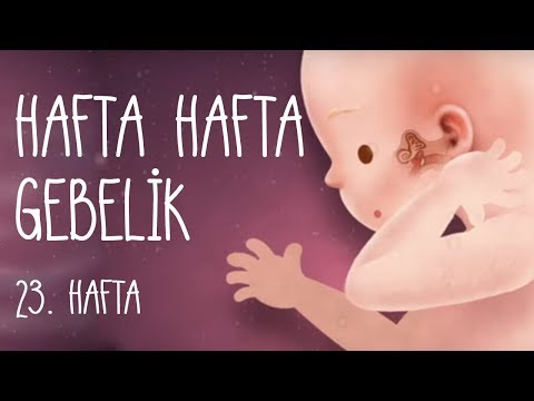 Hafta Hafta Gebelik 23. hafta